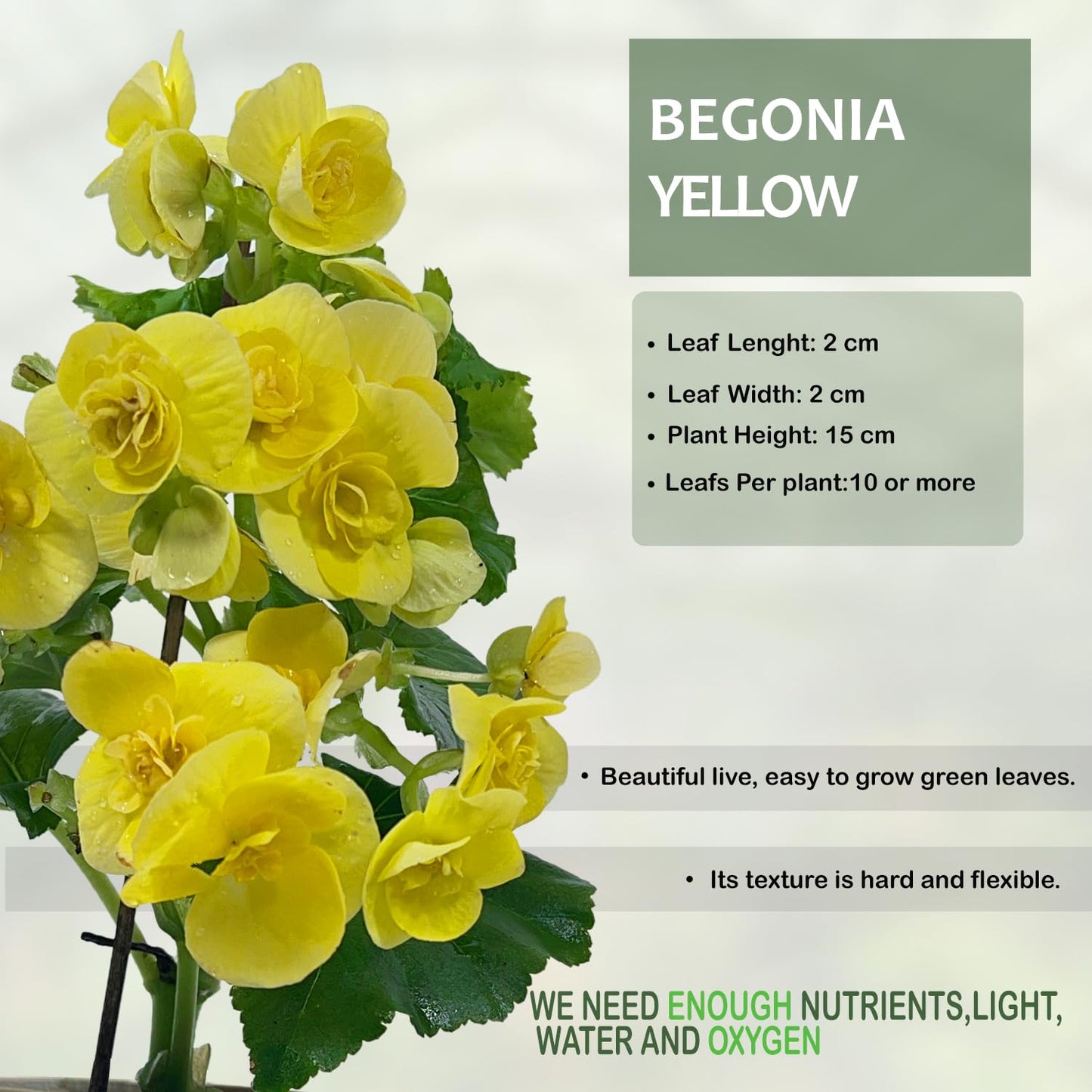 LEAL PLANTS ECUADOR Begonia Yellow (Pack of 2) – Attractive Flowering Indoor Plant,Easy Care, Air-Purifying House Plant for Wellness & Home Decor, Office Desk,Unique Sustainable Gift for Plant Lovers