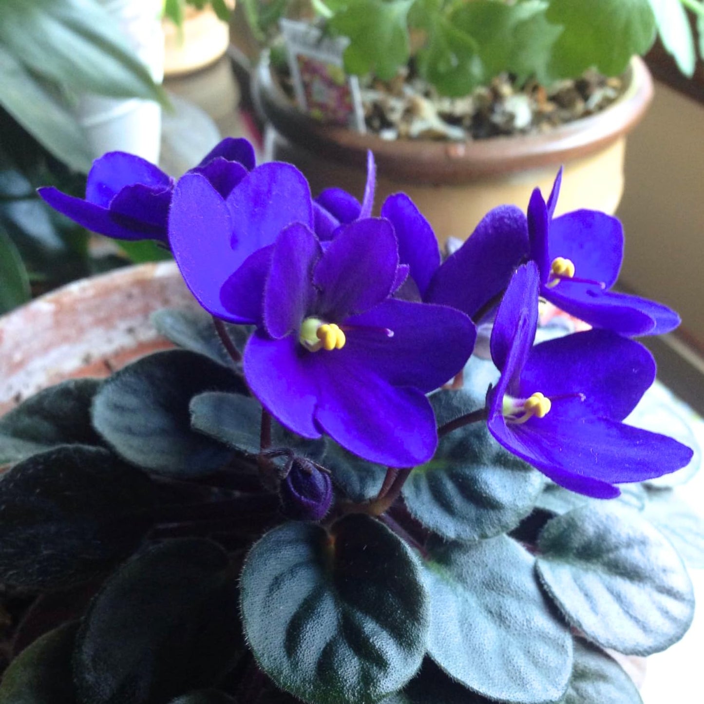 Blue African Violets Live Plants, 4 Inch Pot African Violet Plant, Vibrant Flowers, Perennial Flowering Houseplant