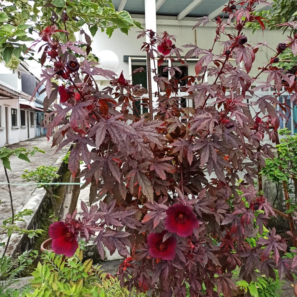 Cranberry Hibiscus Flowers Plants, 4 to 7 Inches Long, Hardy Hibiscus Plants Live for Gardening
