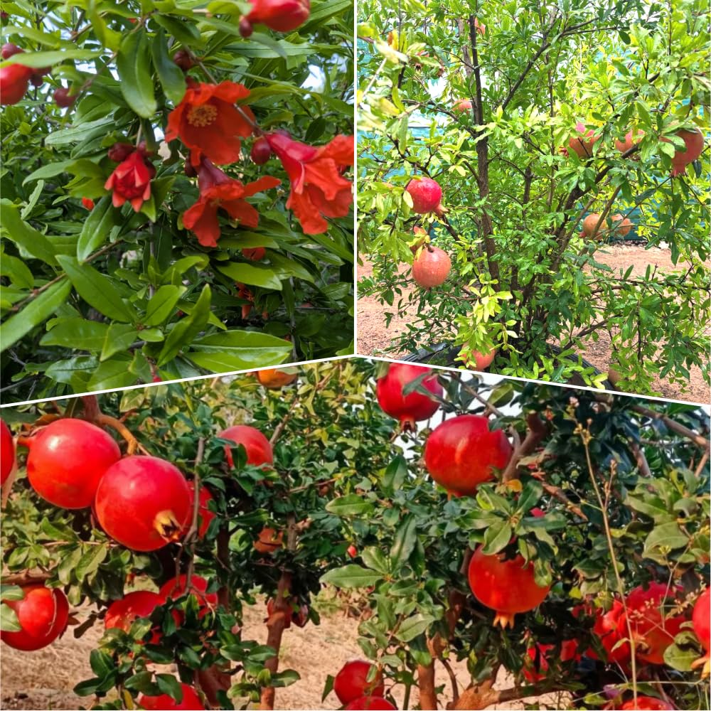 Pomegranate Tree Live Plant, Wonderful Pomegranate Plant Live, 4 to 7 Inc, Sweet Fruit Tropical Plant