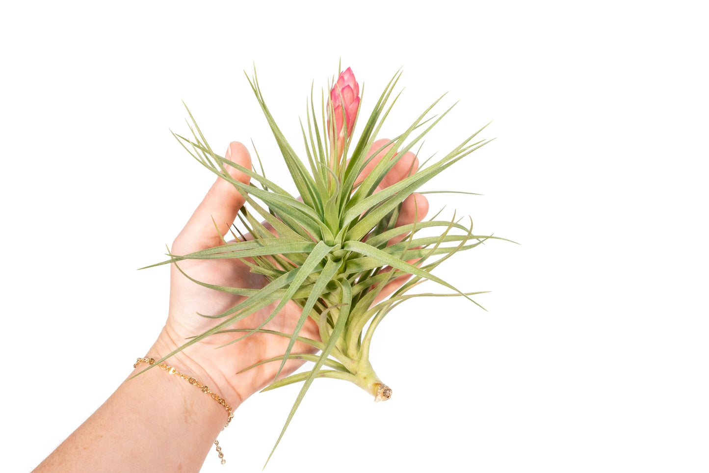 Air Plant Shop Tillandsia Stricta Magnificent - Wholesale and Bulk - Succulents - Live Tillandsia - Easy Care Indoor and Outdoor House Plants