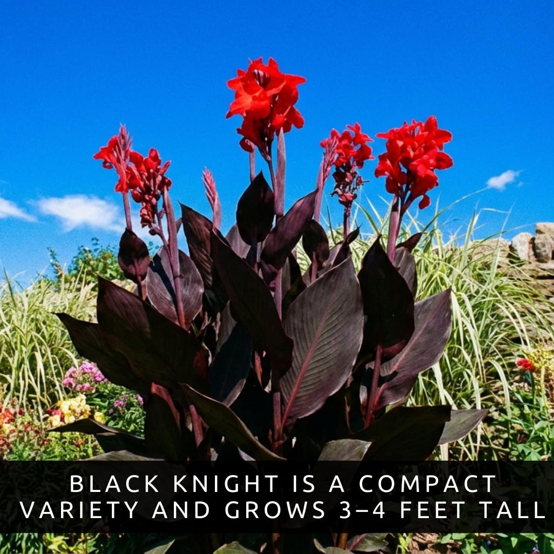 3 Black Knight Canna Lily Bulbs for Planting – Deep Red Blooms with Dark Burgundy Foliage – Tall Tropical Summer Flowers – 3 Premium Rhizomes