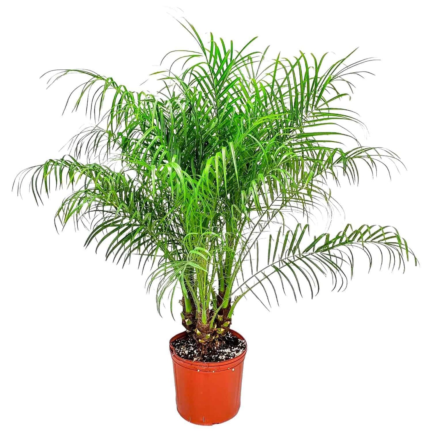 Roebellenii Palm - Live Palm Tree Plant - 3 Gallon Pot - Overall Height 30" to 34" - Tropical Plants of Florida (Plant Only)