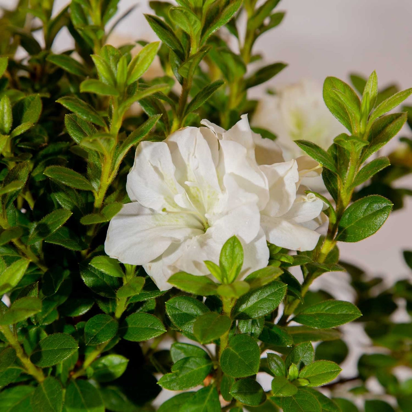Encore Azalea Autumn Moonlight (3 Gallon) White Flowering Shrub - Full Sun Live Perennial - Evergreen Ivory White Shrub