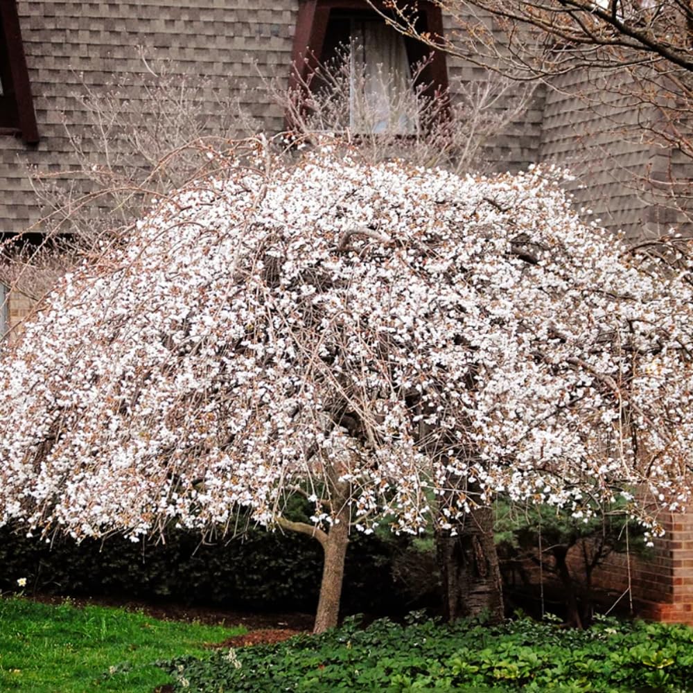 Cherry Blossom Tree Live Plant, 8-12" Tall, Ornamental Flowers for Outdoor Planting, in Pot (Weeping Cherry)