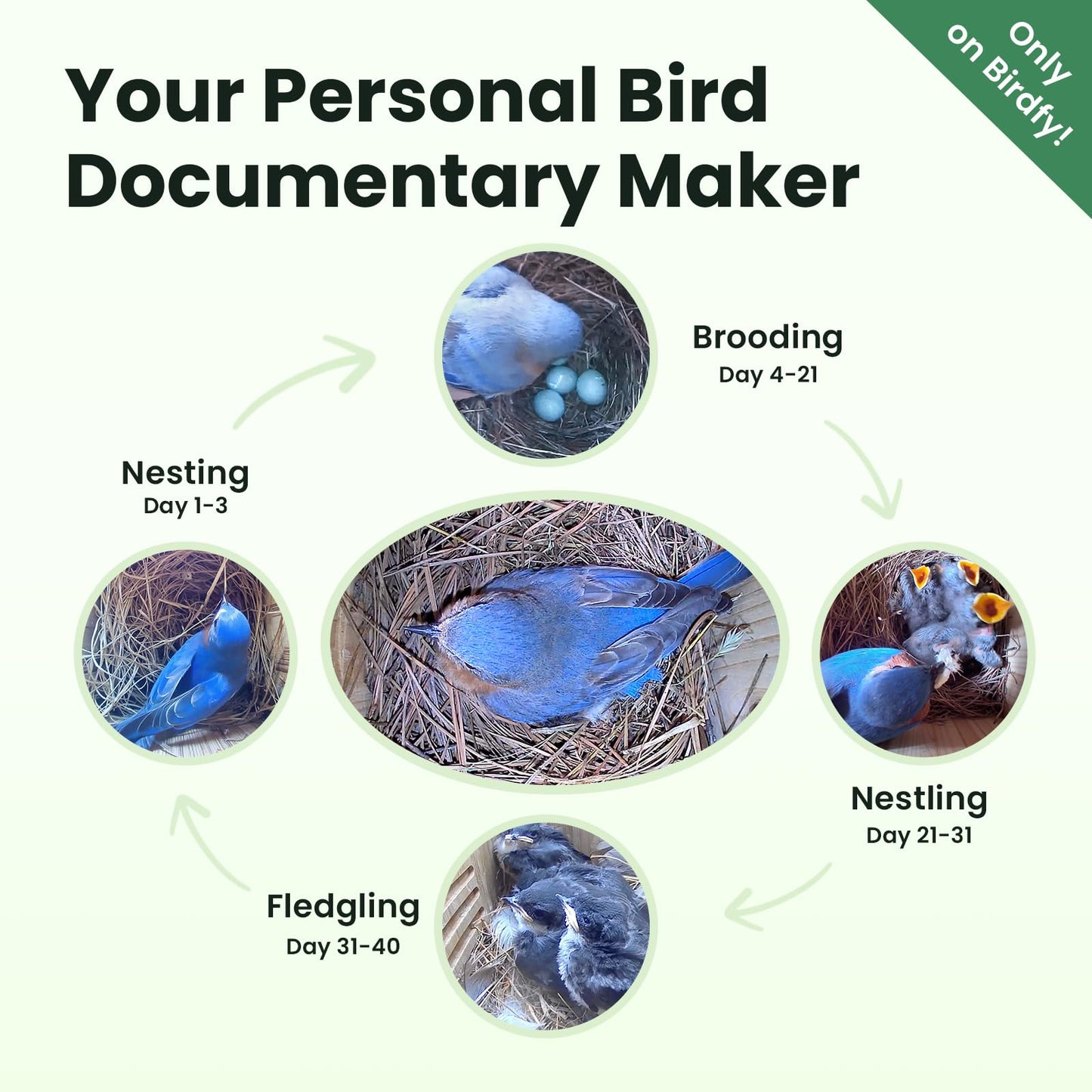 Birdfy Bird House with Camera Solar Powered with Iron Guard for Outside, AI Identify, 1080P HD & Night Vision for Bluebird Finch Swallow Wren Chickadee Nesting Watching, Auto Detect & Notify