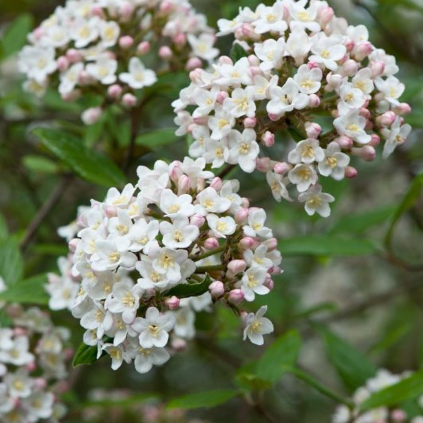 Viburnum Bush Plant Potted, Hardy Flowering Shrub, Rare Viburnum Plant for Outdoor Garden, Landscape, or Hedge, 4-6 Inches (Pink Viburnum)
