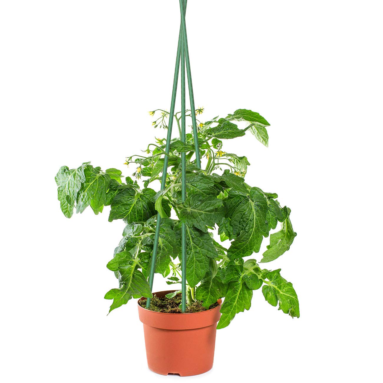 Sunnyglade 25PCS 48” Plant Stakes Garden Tomato Sticks Plant Stakes & Supports for Potted Plants