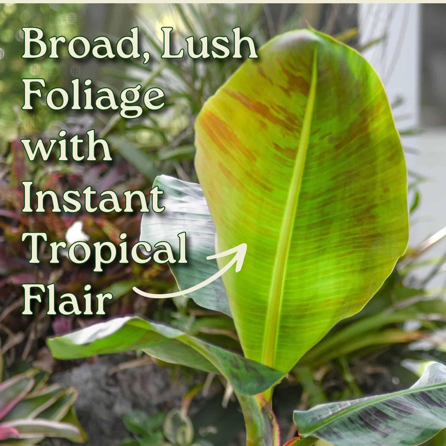 Tropical Plants of Florida Dwarf Cavendish Banana Tree Live Plant 3 Gallon Nursery Pot, 28 to 38 Inch Tall Edible Banana Plant, Tropical Patio Outdoor Tree