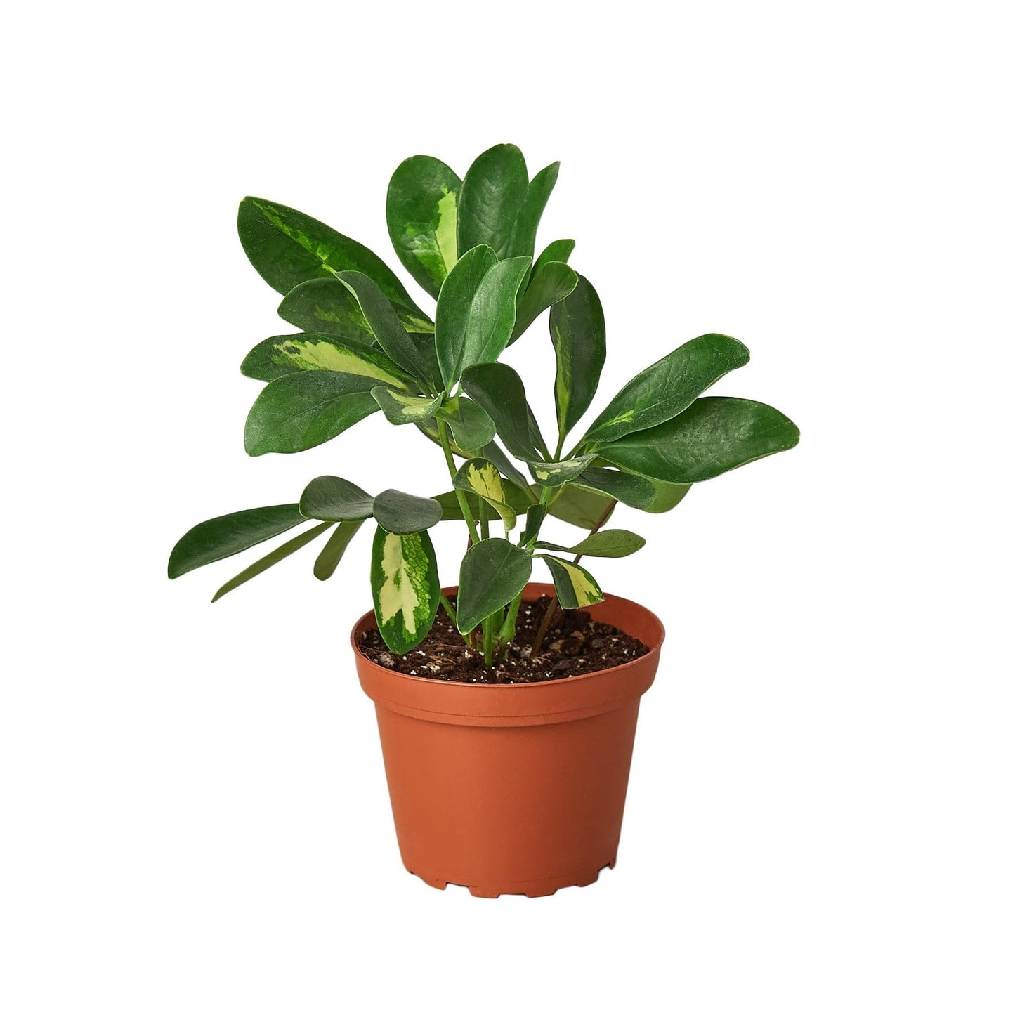 Schefflera Arboricola Variegated 'Umbrella Plant' | Live Plant for Indoor & Outdoor | for Living Room, Office, Bathroom | (4" Pot)