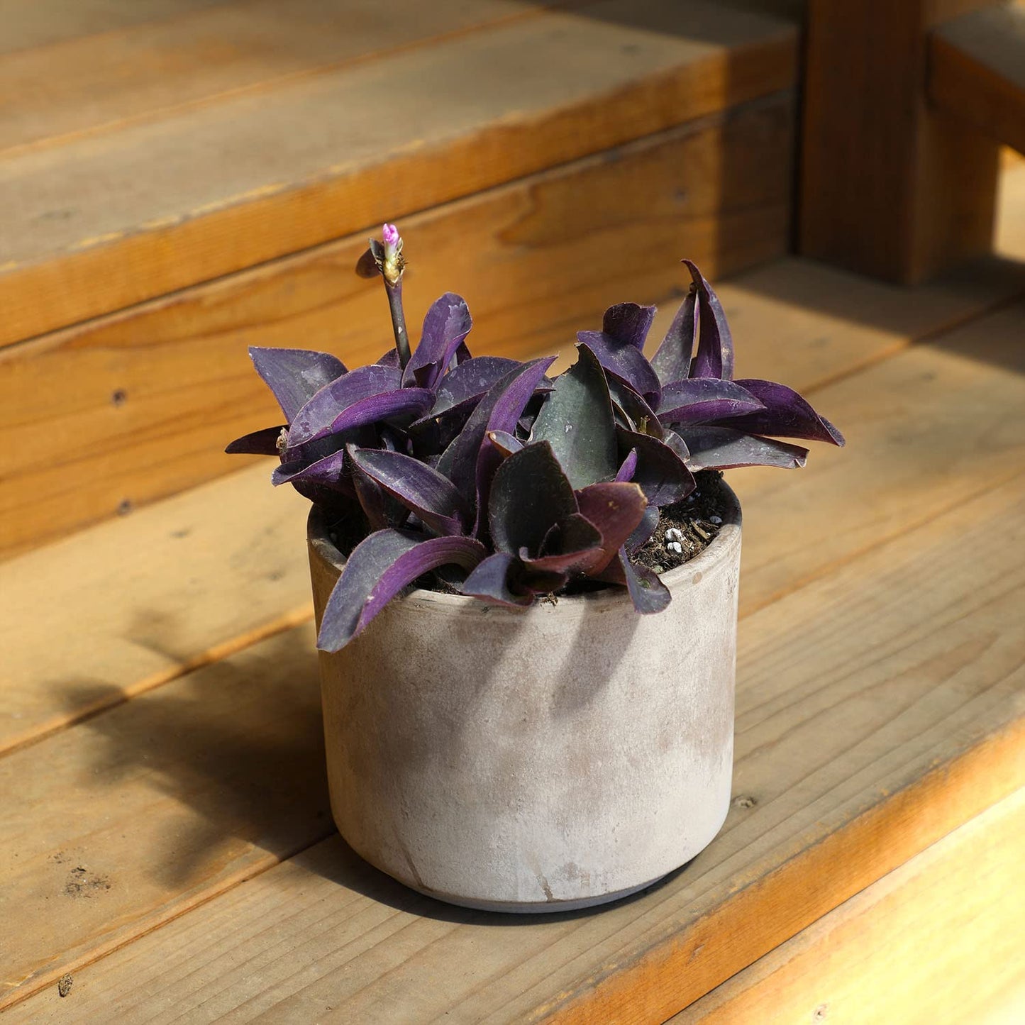 Live Spiderwort Tradescantia (4 Pack), Purple Heart Plants, Trailing Plants & Vines, Outdoor Garden Perennial & Annual, Hardy, Easy to Grow Spring Flowers