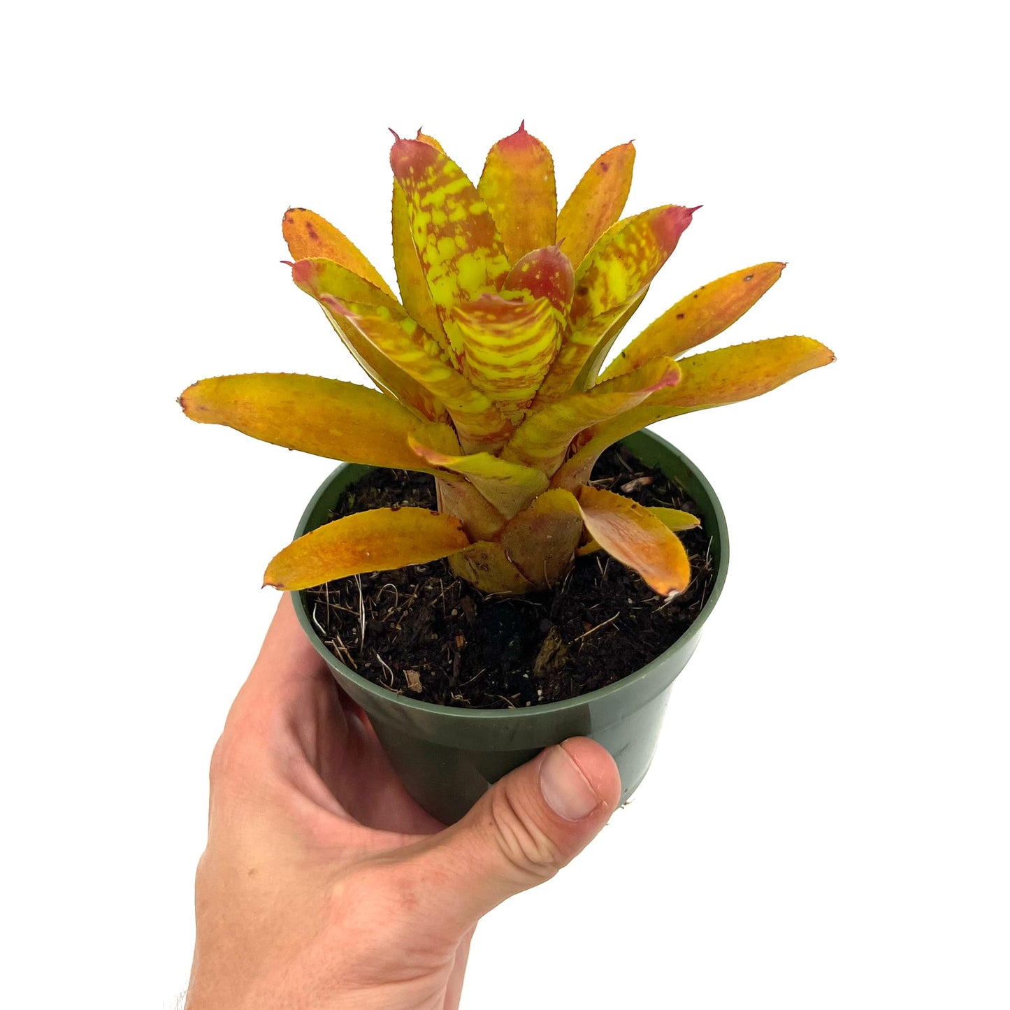 ragnaroc Live Plants – Bromeliad Neoregelia Clementine, 4-8" in 4" Pot - 1ct - Live Arrival Guaranteed - House Plants for Home Decor & Gift