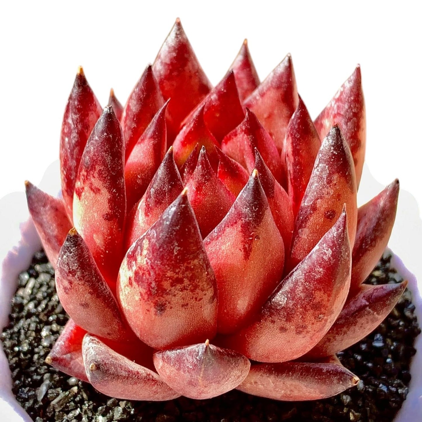 Echeveria Agavoides Romeo Rare Live Succulent Plants, Red 1 Head 2.7" Live Plant, Bare root without Pot Soil, Garden Indoor Office Desk, Wedding Party Baby Shower Decoration, Friend Plant Lovers Gifts