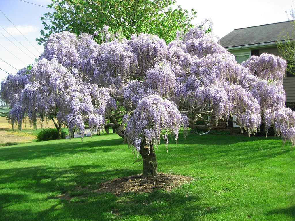 Live Plant - Purple Wisteria Tree - 6-12" Tall - Live Plant - 2.5" Pot - Wisteria sinensis