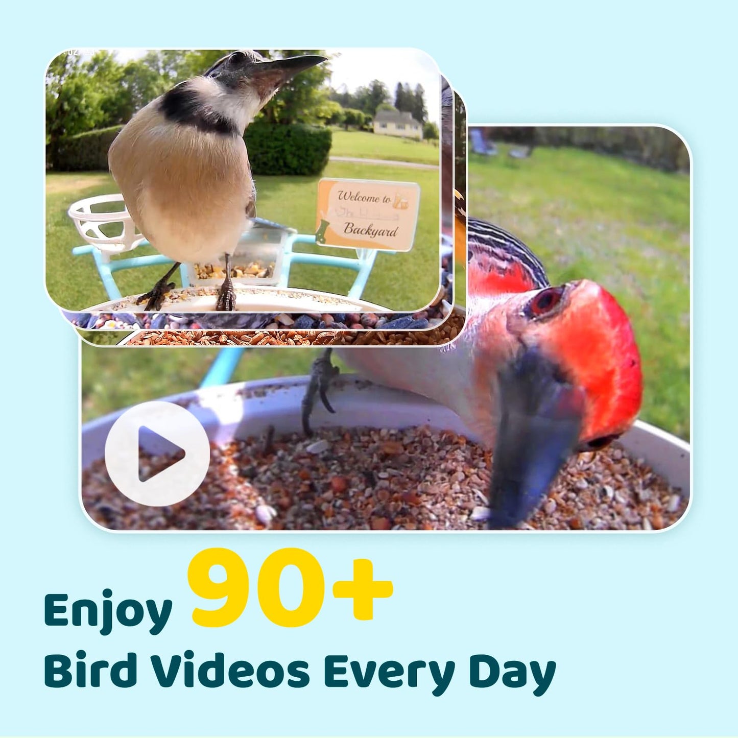 NETVUE by Birdfy Pro Smart Bird Feeder with Camera Solar Panel, Instant Arrival Alerts, Live Stream & Night Vision for Outdoors & Backyard Hummingbird, Cardinalis & Oriole Watching, Ideal Gifts, Blue