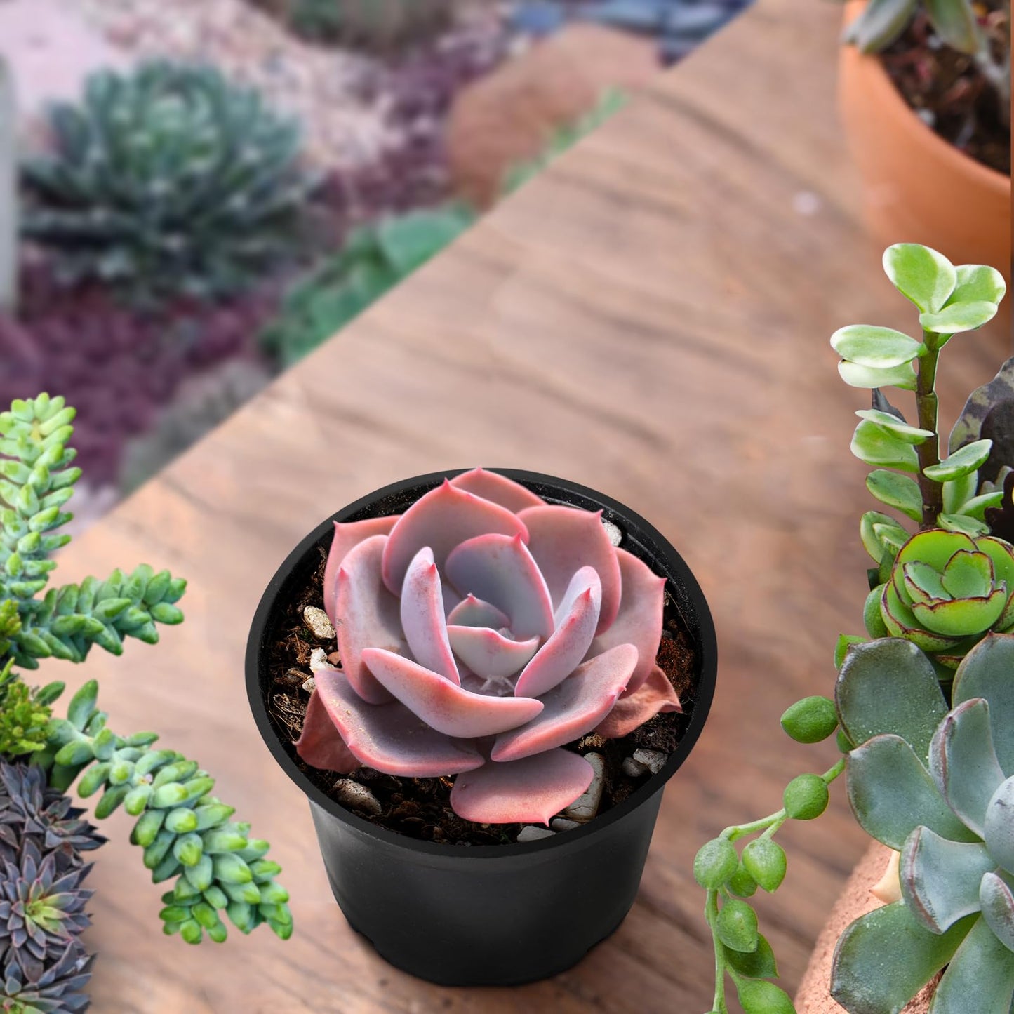 Sprout N Green Live Echeveria 'Dusty Rose', Rare Mini Succulent Plant Fully Rooted in 4" Pot, Real House Plant for Indoor Outdoor Home Office Wedding Decoration Party Favor