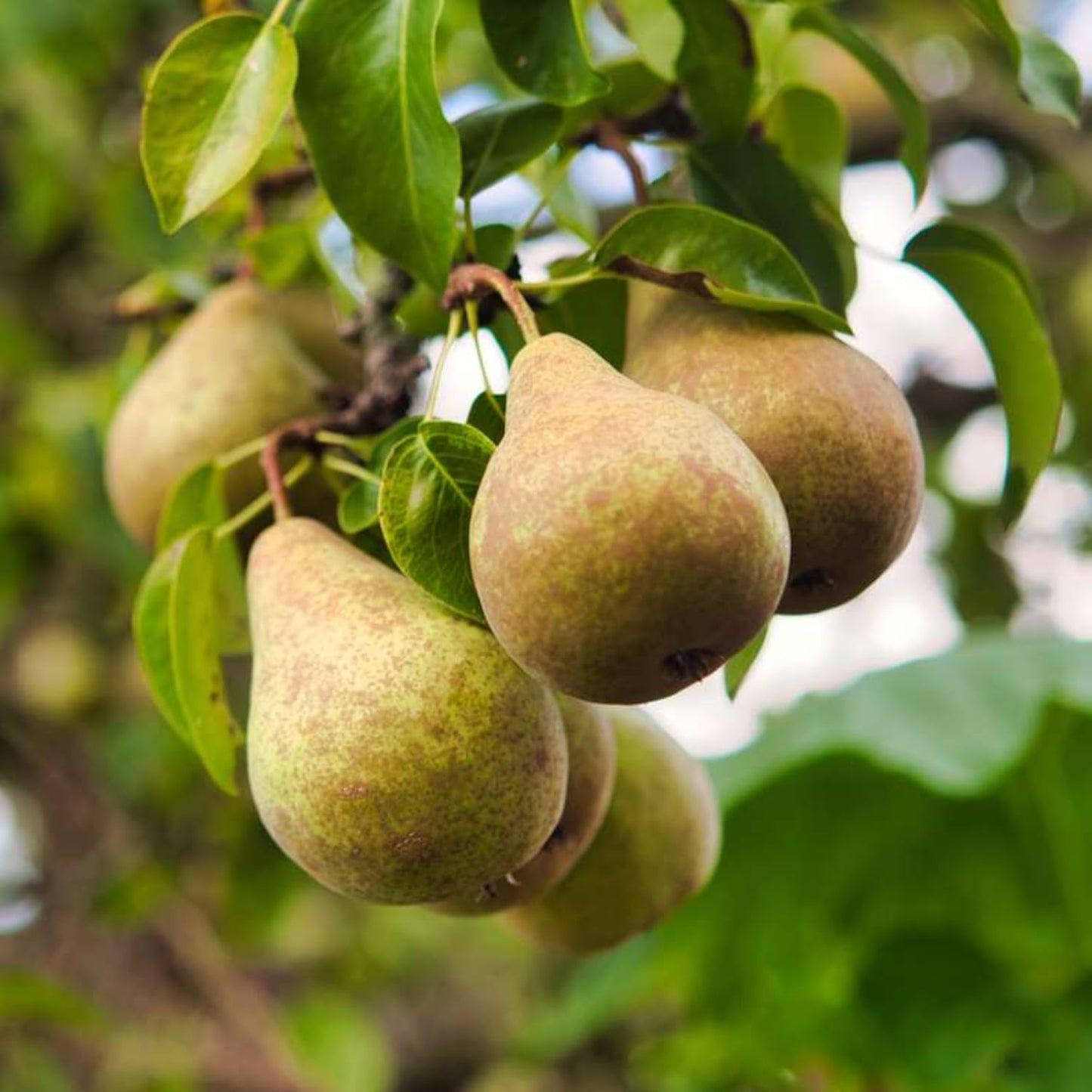 9 Months Old Pear Tree Live Plant for Spring Planting, Pineapple Pears 8-10 Inches in Tall, No Pot, Dormant in Winter, No Leaf, Cold Hardy Pear Home Orchard Yard