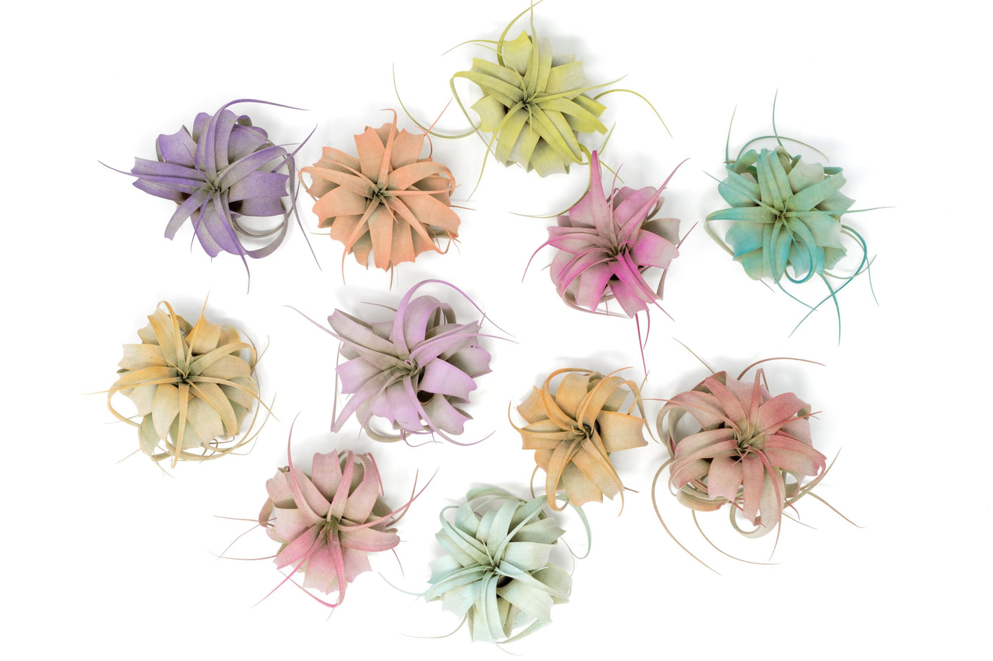 Colorful Mini Tillandsia Xerographica Air Plants in Custom Vibrant Tones - (Frost, Pack of 3)