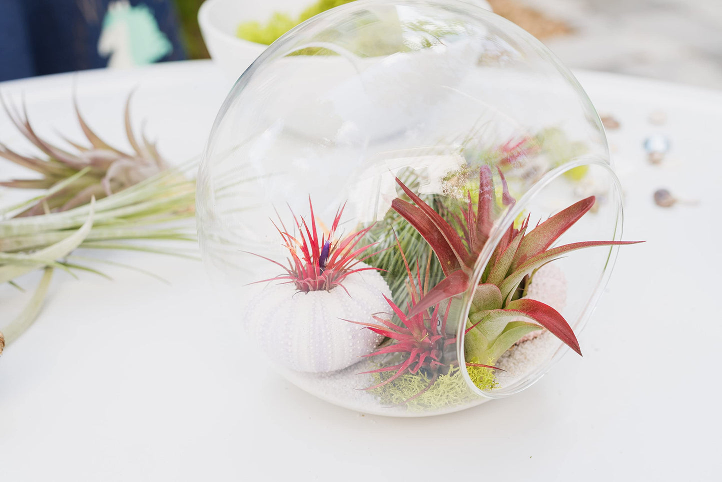 Air Plant Shop 3 Pack XL Tillandsia Caput Medusae Air Plant - Live Tillandsia - Easy Care Indoor and Outdoor House Plants (Pack of 3)