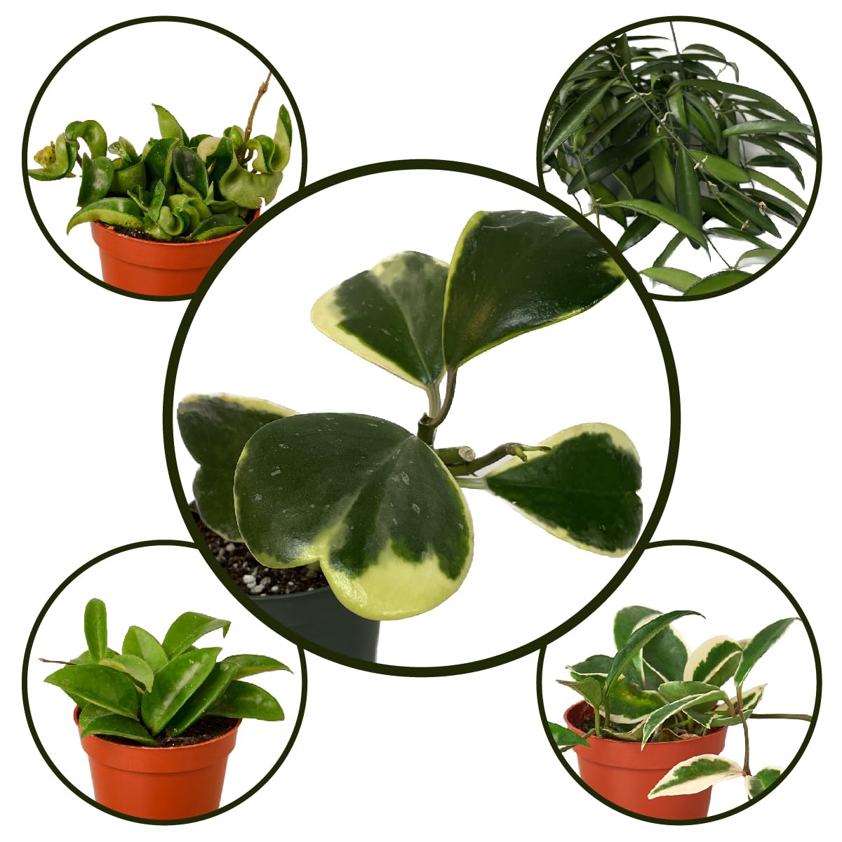 Hoya Plants 4 Live Houseplants in 4" Pots - Variety Assortment 4 Pack Hoya Plants - Pet Friendly Plants - Air Purifying Plants - CA Seller (Pack of 4 Hoya Plants)