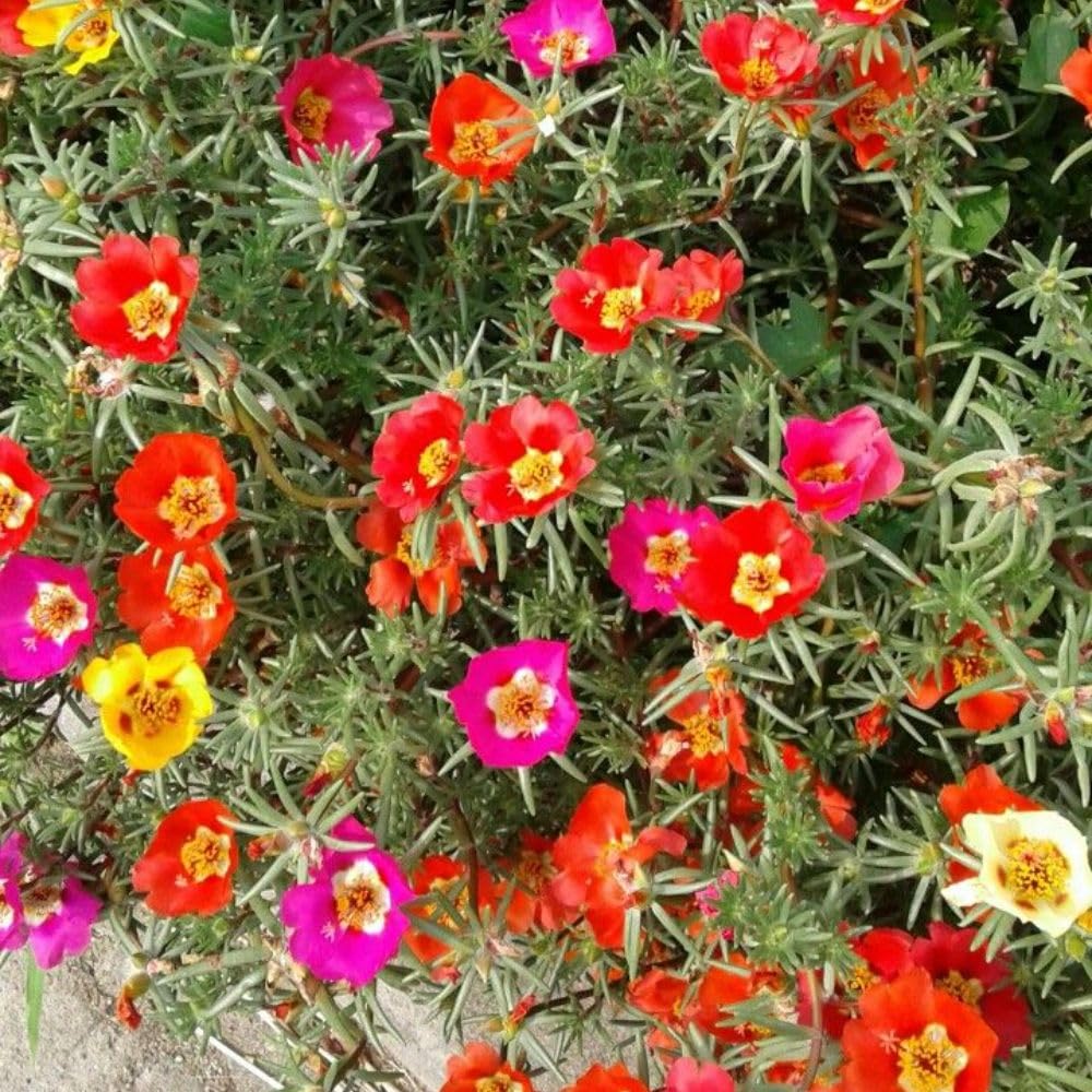 Set 4 Mix Portulaca Live Plant, 4-6 Inch Tall, Moss Rose Plants Live, Rare Portulaca Plants for Growing Indoor Outdoor