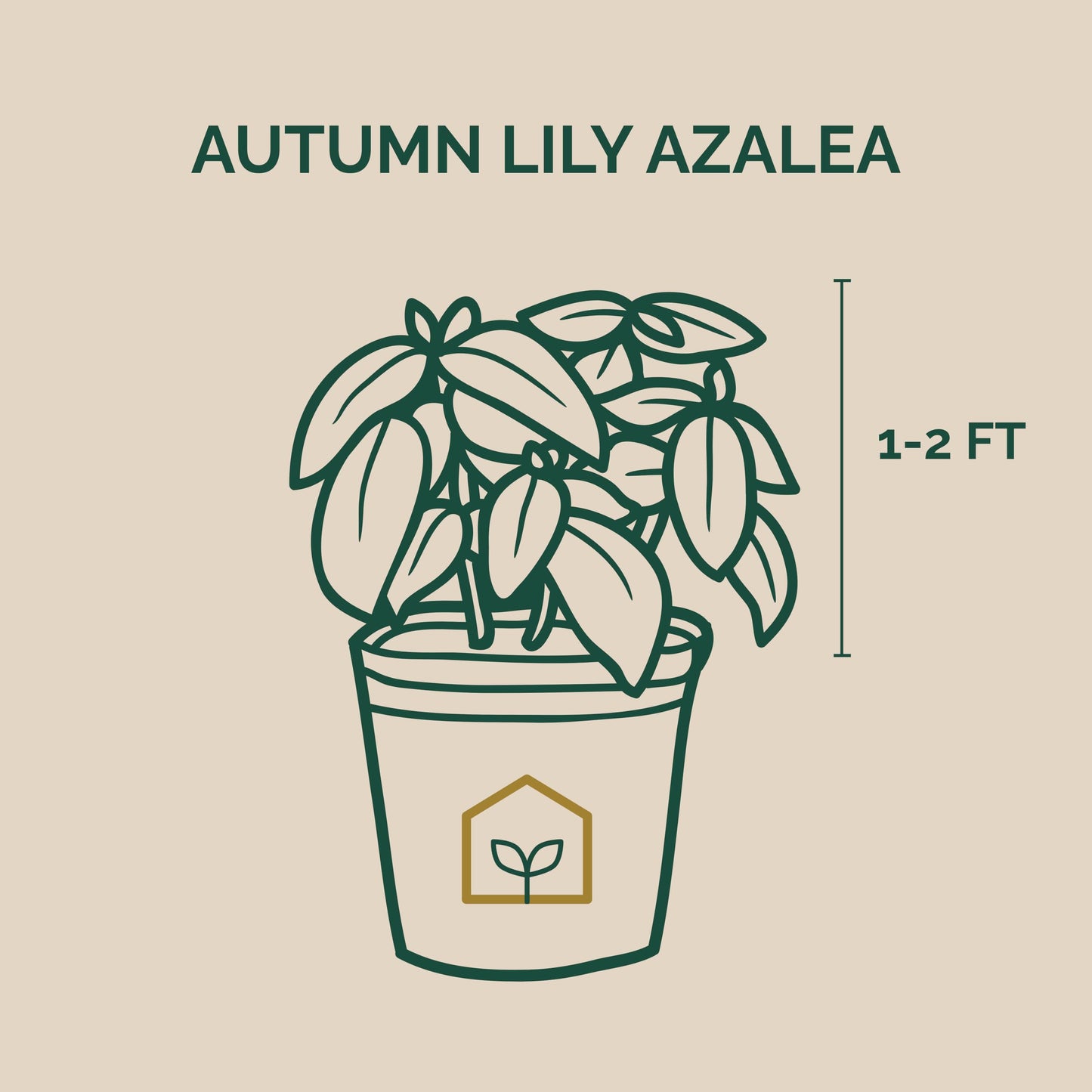 Autumn Lily® Encore® Azalea 3-Gallon