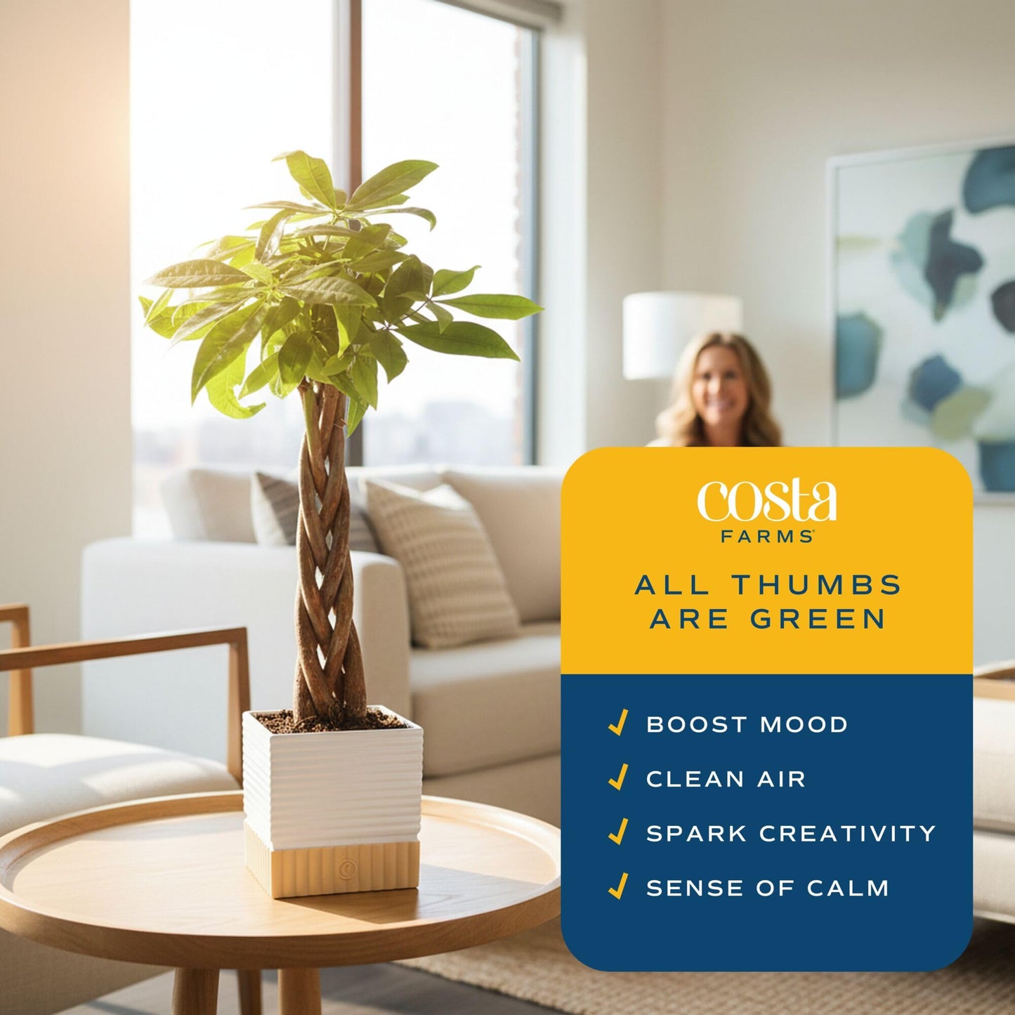 Costa Farms Money Tree Live Plant | 8-10 Inches Tall | Easy to Grow Indoor Houseplant in 2.5 Inch Plant Pot | Live Bonsai Home, Office, or Room Decor | Garden, Birthday, and Housewarming Gift