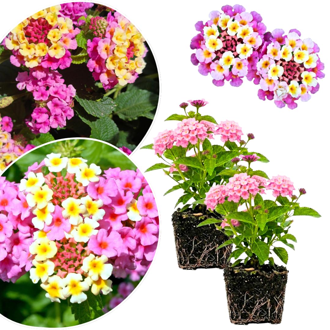 2 Lantana Plants Live, Lantanas Live Plants for Planting Indoor Outdoors, Perennial Flowers, 4-9 Inch Tall Well-Rooted (Pink Lantana)