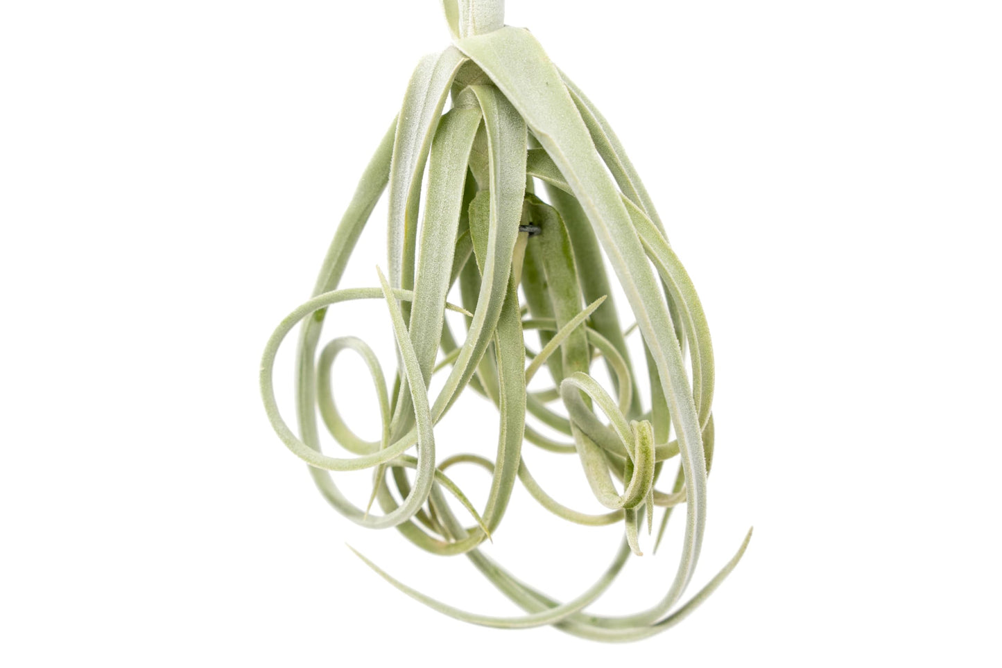 Tillandsia Duratii - Live Tillandsia Succulent House Plants - Home and Garden Decor - Easy Care Indoor/Outdoor Plants (Pack of 1)