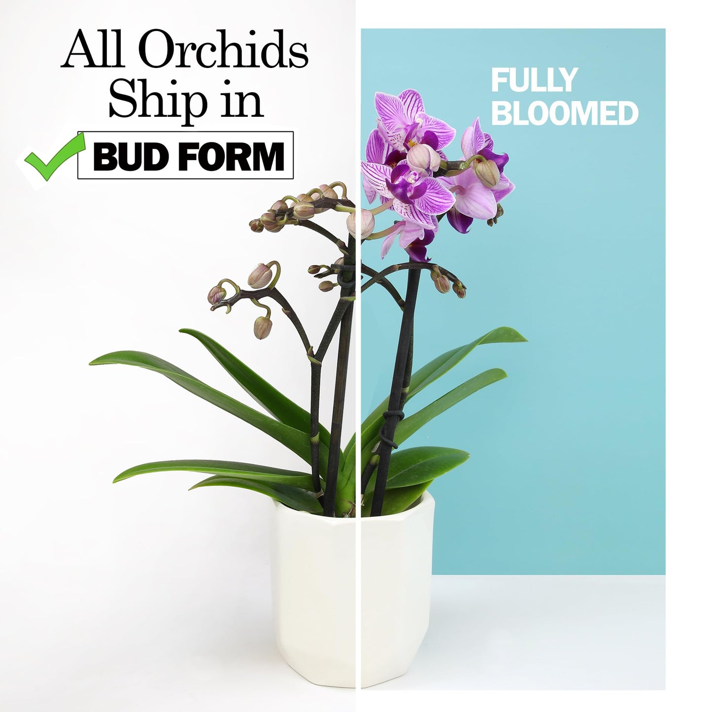 Premium Spotted Live Orchid Plant Blooming in 3.5" Blue & White Orchid Pot, Live Plants, Houseplant Gifts, Approx. 16" Tall, Pet Friendly Houseplants, Phalaenopsis Moth Flower by Plants for Pets