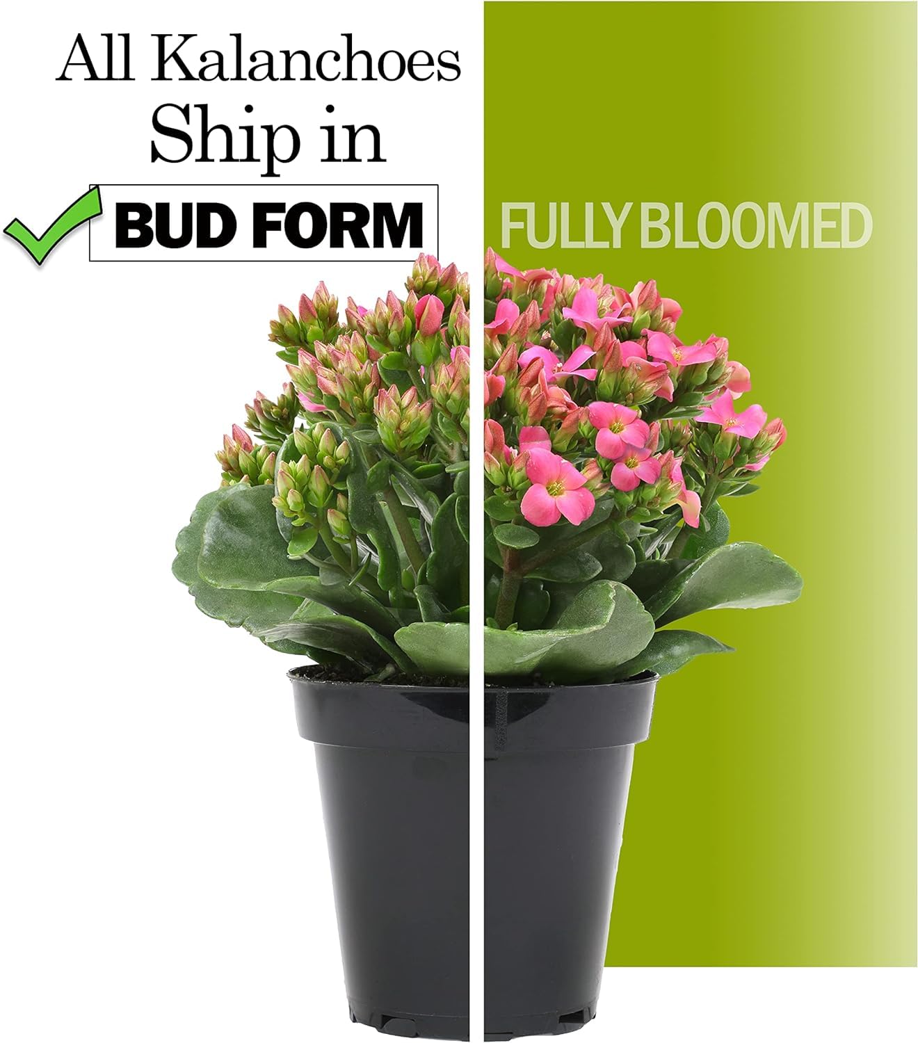 Kalanchoe Flower Plants 3PK, Desk Plant Decor, Live Succulent Gifts for Plant Lovers Gift Ideas, Kalanchoe Plants Live Houseplants Live Indoor, Live Succulents Plants Live Flowers by Plants for Pets