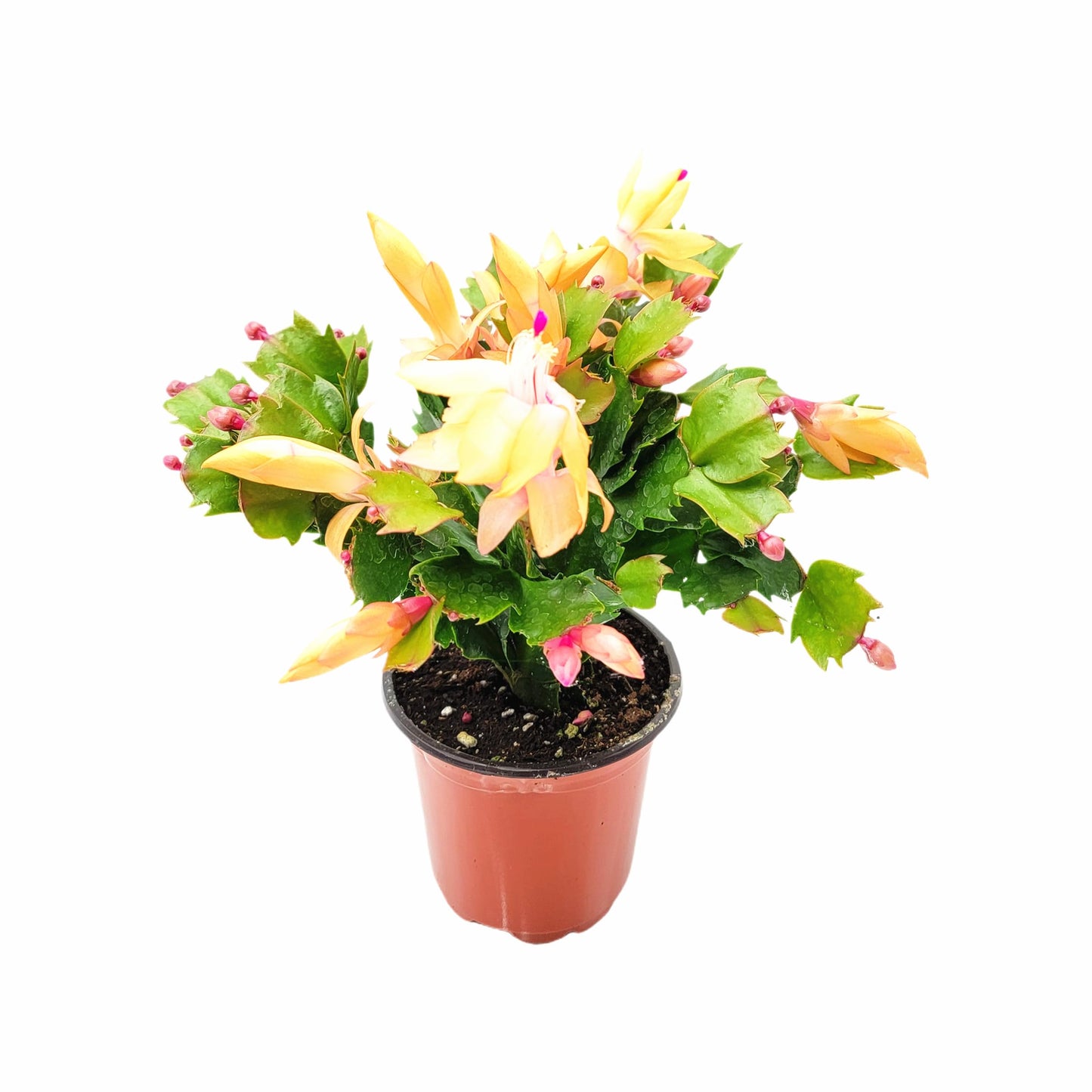 Wonderland Flora Thanksgiving Cactus, Peach Seasonal Blooms, Live Indoor Plant, Flowering Houseplant, Christmas Cactus, 4-Inch Pot, Holiday Decor, Pet Safe, Free Heat Pack