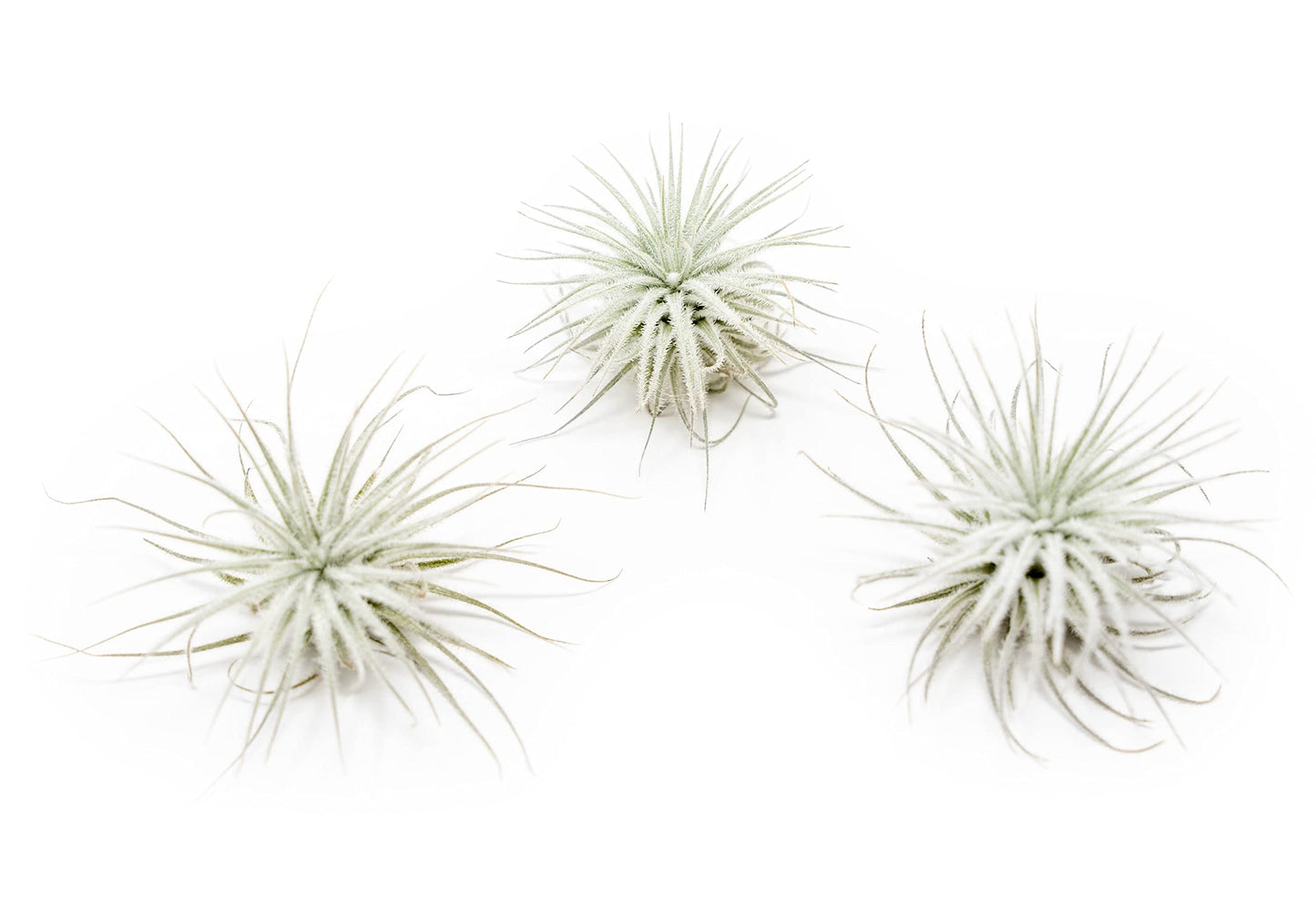 3 PCs Small Tectorum Ecuador Air Plant - Live Tillandsia Succulent House Plants - Available in Wholesale and Bulk - Home and Garden Decor - Easy Care Indoor/Outdoor Air Plant