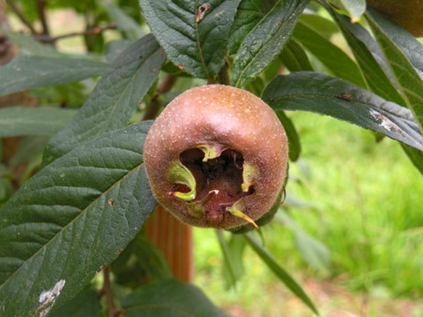 8-12" Tall Royal Medlar Tree, Mespilus Germanica, grafted Plant