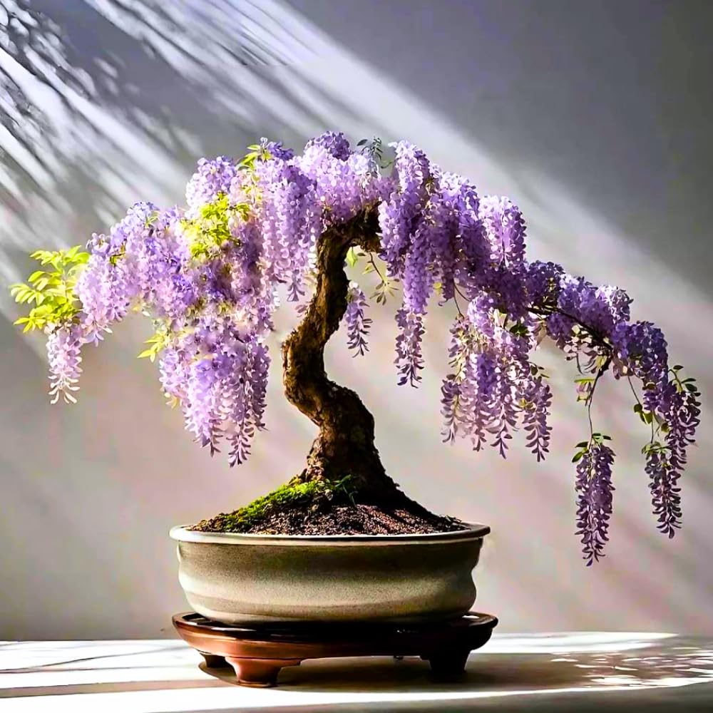 Purple Wisteria Tree Live Plant, Purple Wisteria Plant Live 6-12 Inc Height, in Pot, Wisteria Vine Live Plant, Fragrant Flowers