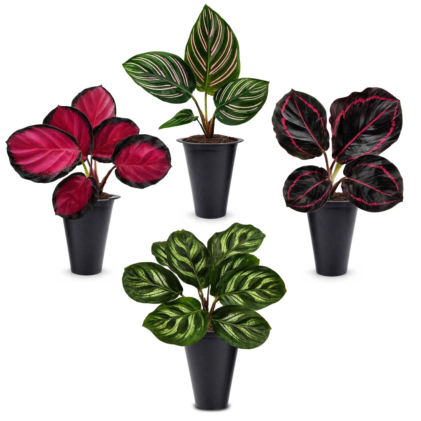 Calathea Collection (4 Pack) Live Plants – Stunning Foliage Prayer Plants Like Orbifolia, Rose Painted, White Star & Dottie – Easy Indoor Tropical Plants – Pet Friendly – Natural Air Purifiers