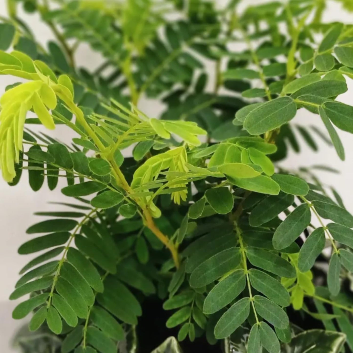 Live Tamarind Tree Plant, Edible Tropical Fruit Tree, 2-3 Ft Tall, Perennial Tropical Fruit Tree for Garden