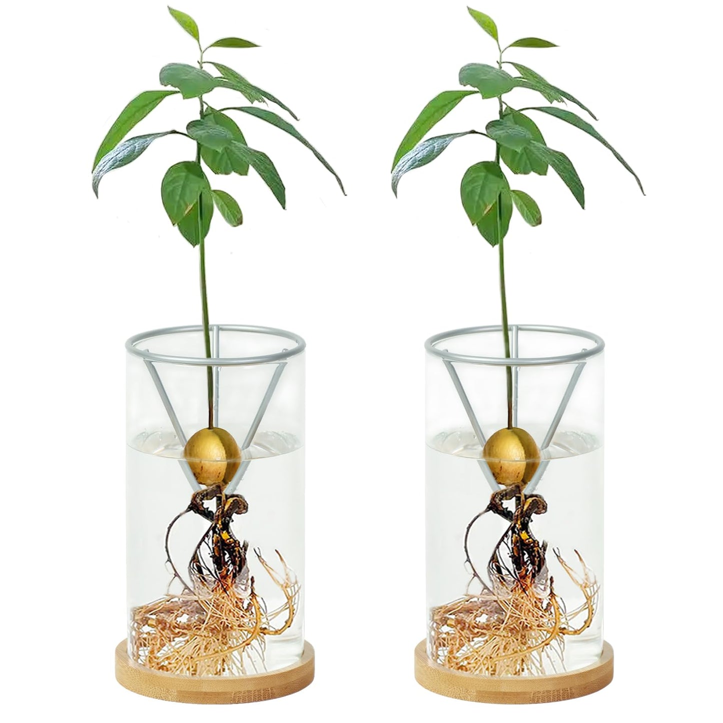 2 Pack Avocado Tree Growing Kits, Avocado Growing Vase Wooden Base Avocado Seed Starter Vase Glass Plant Pot Easy Seed Sprout Starter Gift for Women Gardening Lovers Home Office Table Decoration