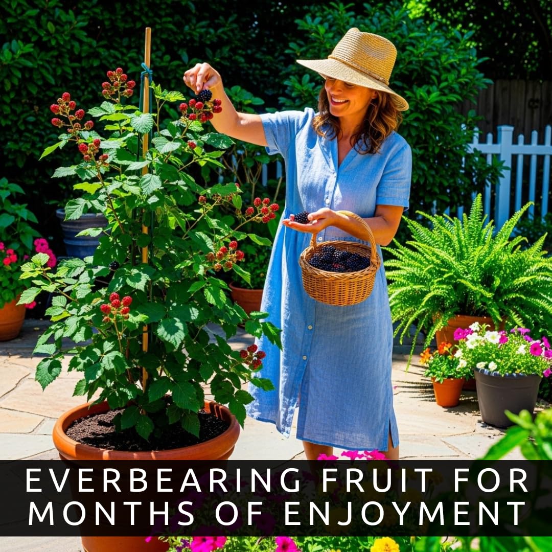 5 Arapaho Thornless BlackBerry Plants – Well-Rooted, Fruit-Bearing, Easy-to-Grow, Juicy Sweet Berries, Perfect for Home Gardens, Patios, and Home Berry Harvests