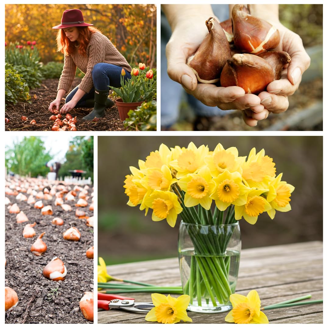 Daffodil Mix Bulbs for Planting - Easy to Grow Perennial Flowers for Garden or Containers (25 Bulbs)