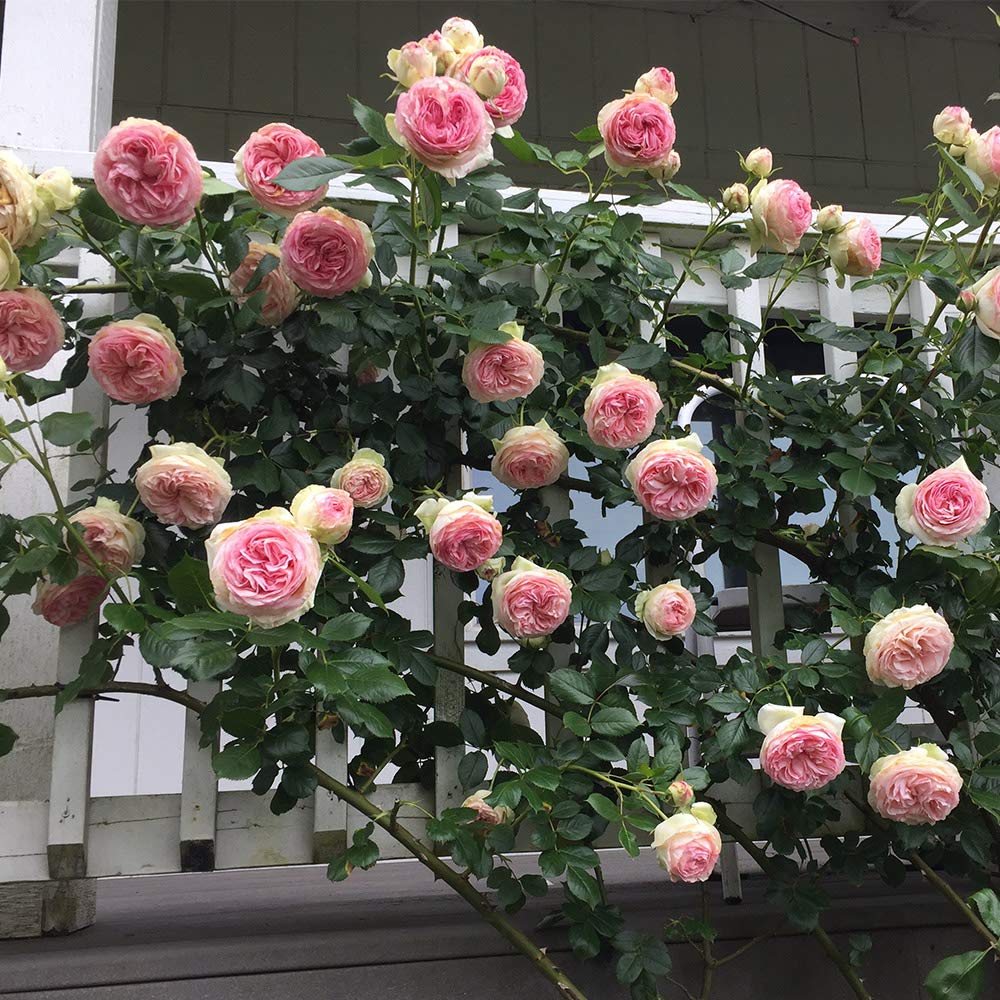 Heirloom Climbing Roses, Live Own Root Plant for Outdoor Garden, Eden Climber®, Lightly Fragrant, Hardiness Zones 5-10, Repeat Blooming