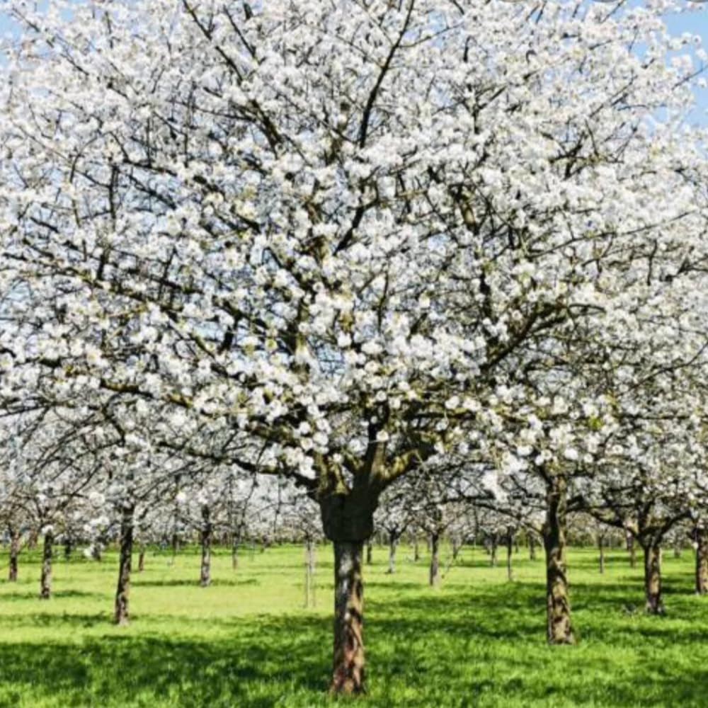 Cherry Blossom Tree, Live Ornamental Tree 6-12" Tall in Pot, Beautiful Spring Blooms for Outdoor Planting (Snow Cherry Blossom)