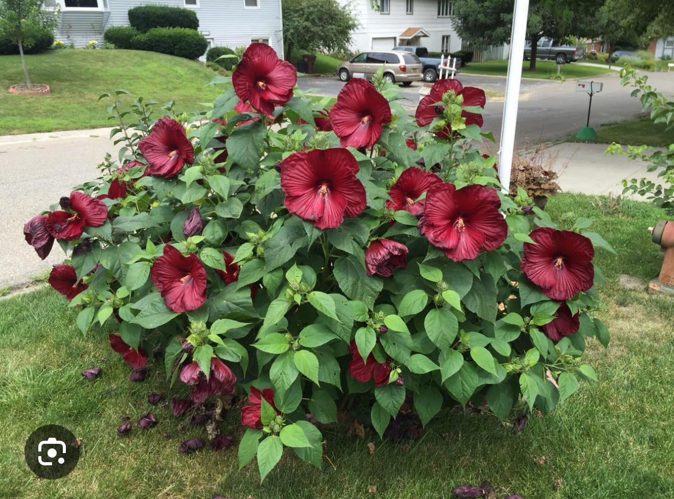 Live Plant - Luna Red Hibiscus moscheutos-Small Rooted Starter Plant-Huge 8-10” Blooms