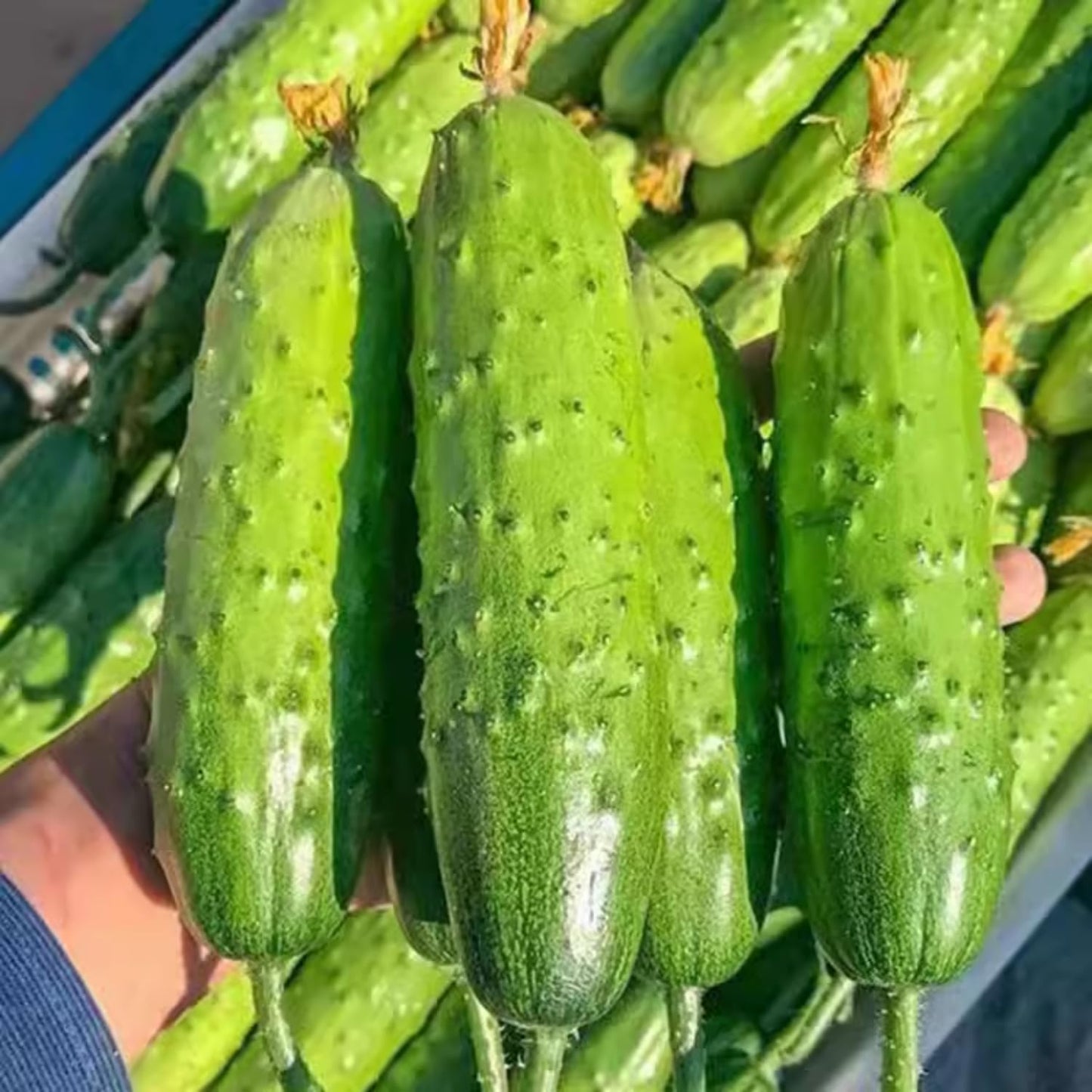 Set of 2 Live Green Cucumber Plants, 3 to 5 Inches Tall, Cucumber Plants Live, 4 Inches Pot, Cucumber Live Plants, Cucumber Starter Plants for Growing, Easy to Plant Outdoor