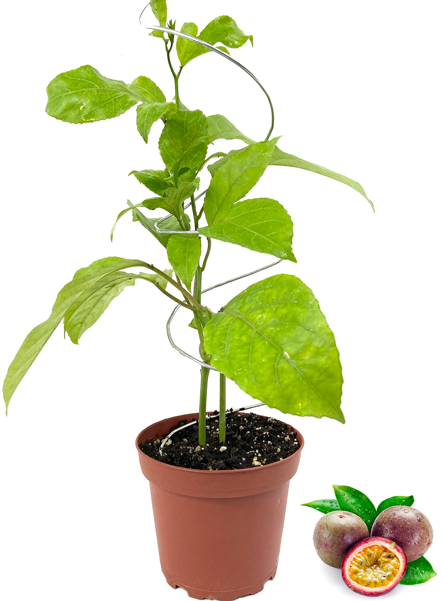 Passion Fruit Plant - 5 Live Plants in 4 Inch Growers Pots - Edible Fruit Bearing Vine for The Patio and Garden