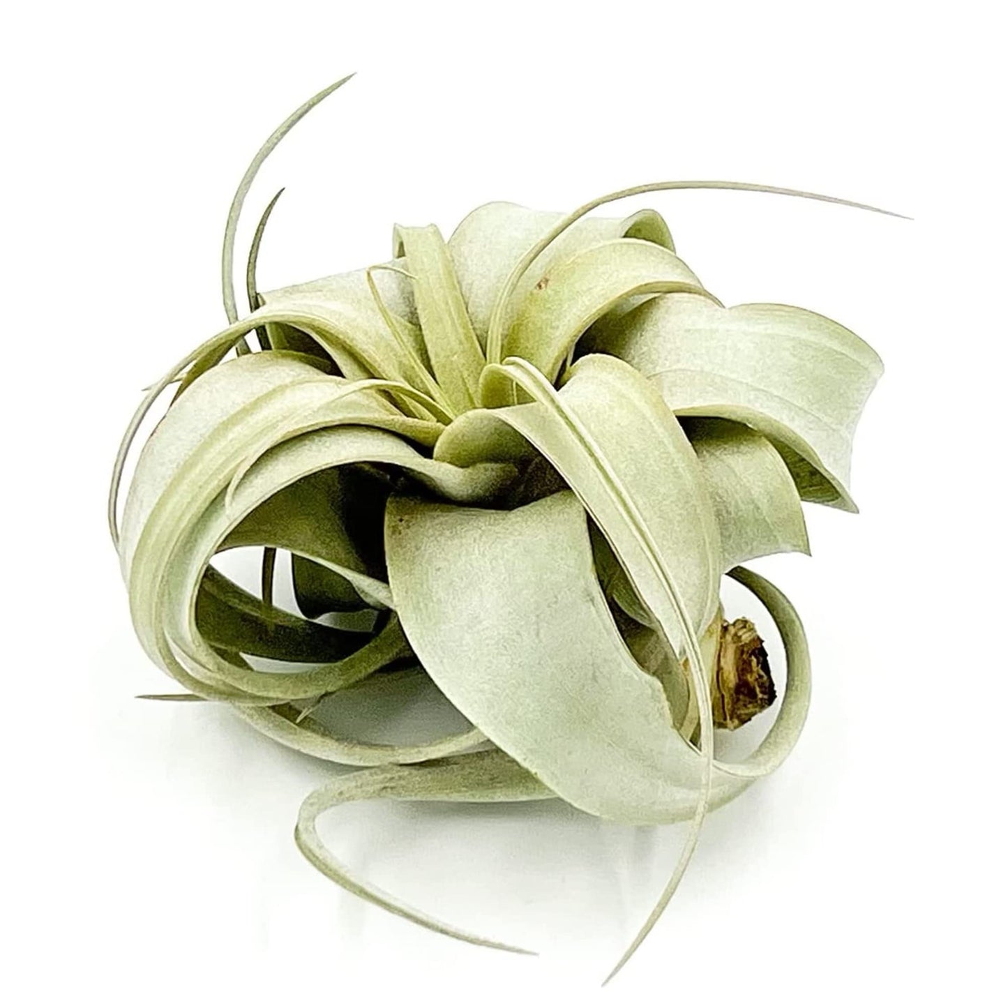 ragnaroc Air Plants - Tillandsia Xerographica, Small 2-3” - 1ct - Live Arrival Gauranteed - House Plants for Home Decor & Gift