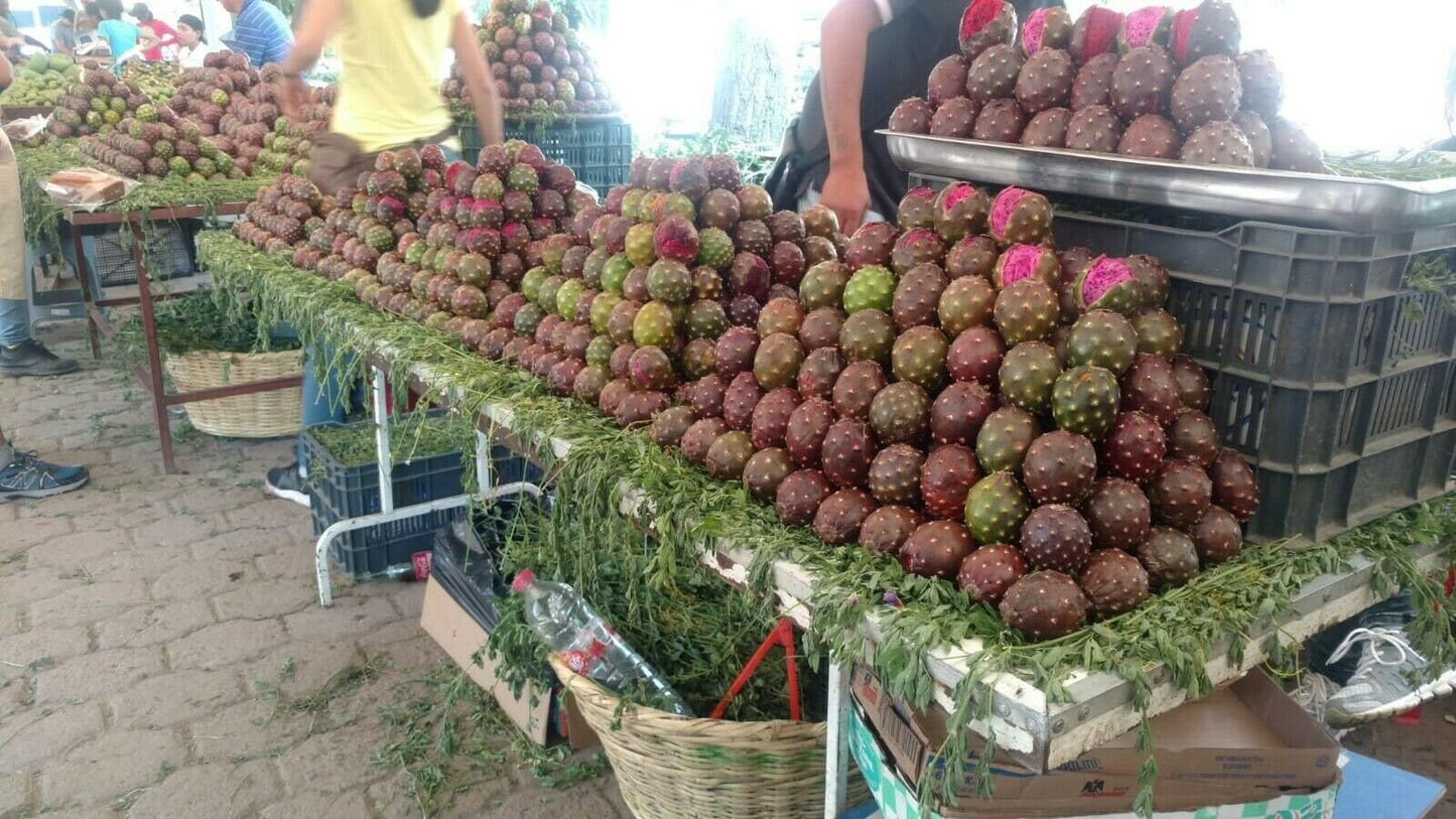 5 Live Cactus Species Stenocereus Queretaroensis The Best Price