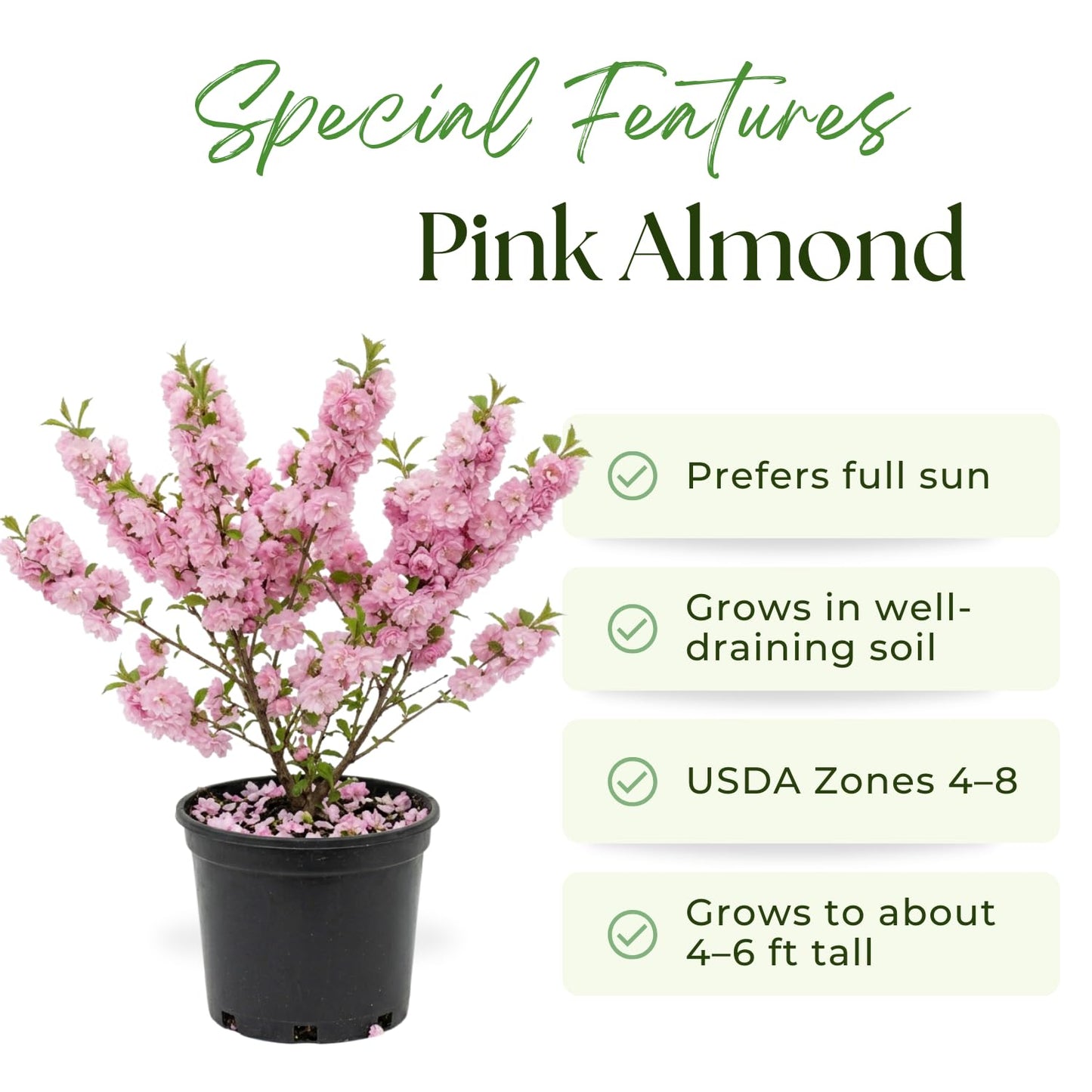 Almond Live Tree Plant, Pink Flowering Almond in Quart Pot, 8-10'' Tall, Perennial Ornamental Flower for Outdoor Garden