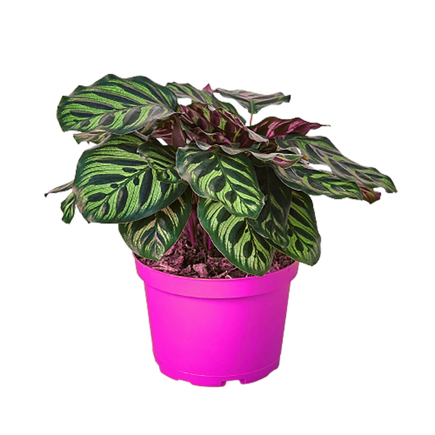 5 Pack Calathea 'Makoyana' in 4in Pot - Live Tropical Houseplant - Easy to Grow | Air Purifying | Pet Friendly | Variegated | USA Growers | The Snobby Leaf