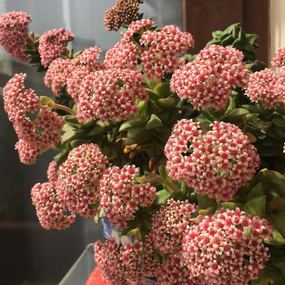 Crassula Live Plant, Crassula Live Succulent Plant, Pink Flower, 2 Inch Pot for Indoor Houseplant